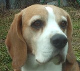 :: PUNTO Blyskavica ::