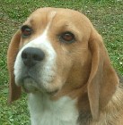 :: FANY z Jaroslavickych rybniku ::